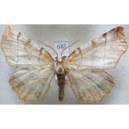 Selenia dentaria (Fabricius, 1775) male Skrzytek bezksiężyczak Czech68l